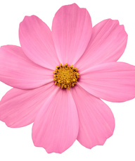 Book an Appointment with Lena Donovan for Massage Therapy